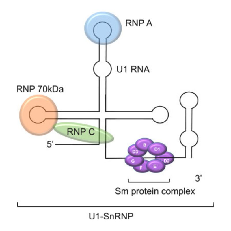 Sm-protein