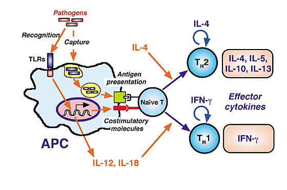 APC-TLRS
