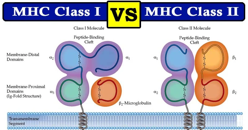 MHC-lop-I-va-lop-II