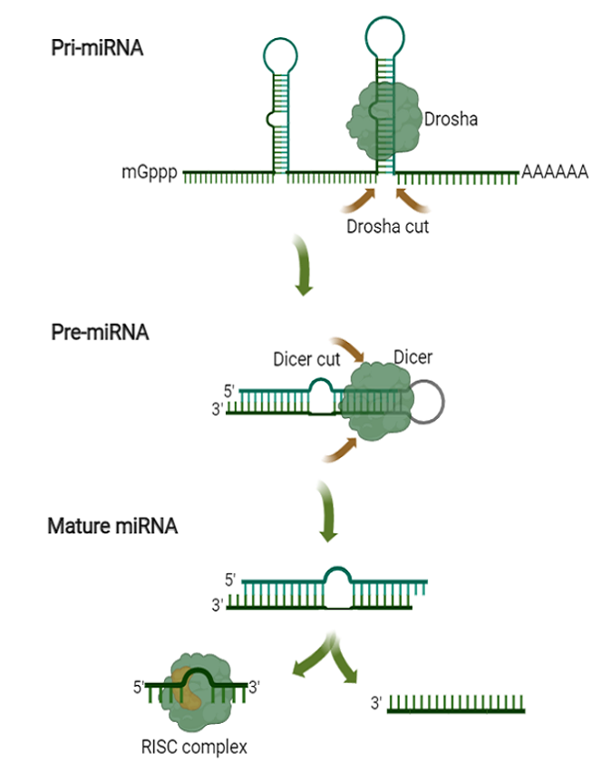 miRNA